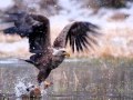 Clément kasongo chante AIGLE JEHOVAH