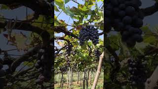 Cumbum | Tamilnadu | Grapes | Grapes garden | Grape vines #cumbum #grapes #garden