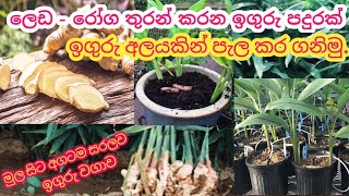 නිවැරදි බදුන්ගත ඉගුරු වගාවෙන් ඉහල ආදායමක් උපයමු ☘️| ginger cultivation sinhala ☘️| potted ginger ☘️