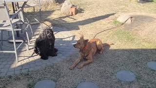 Kola teaching Chewie how to chill in the backyard.