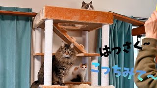 ３匹で遊んでもらったメインクーンとラグードールとサイベリアンの子猫！！初の集合写真！