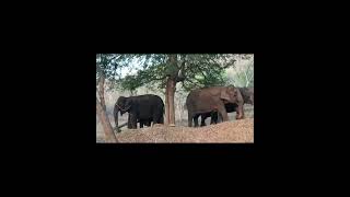 Cauveri Reserve Forest || Muthati || Elephant Herd