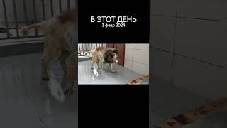 Воспоминания 🥰 Тбилиси 🇬🇪 Сакартвело 💌 Грузия Приют Тамаза Элизбарашвили 🐕💌🍀🙏