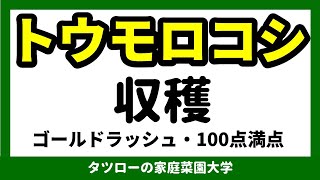 トウモロコシ 収穫！ゴールドラッシュ、100点満点、最高です！[家庭菜園]