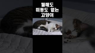 저기요 안시끄러워요? #pets #고양이 #animals #cat #귀여운고양이 #웃긴고양이