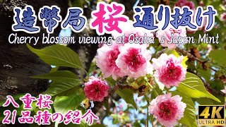 [4K] 🌸造幣局 「桜の通り抜け」 八重桜🌸21品種の紹介🌸Cherry blossom viewing at Osaka's Japan Mint