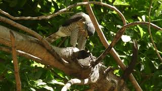 20220601 水萍塭公園鳳頭蒼鷹 – 公鳳頭吃碰企