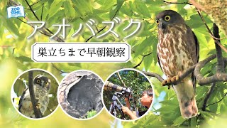 【㊻野鳥観察】アオバズク巣立ち雛に会いたい！果たして結果は…    @ZOOTIMEch ​