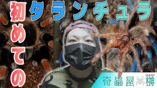 タランチュラの飼育方法【幼体編】