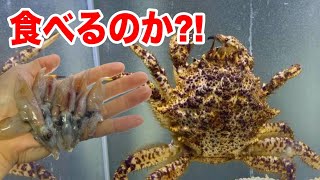 売れ残りのカニに異常発生したホタルイカを与えると..