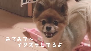 少しずつ前に来てイタズラアピールする犬が可愛い〜 The dog that appeals to mischief is cute #shorts 犬動画 可愛い 癒し