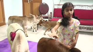 Miniature cows-7 l పుంగనూరు ఆవులు l Amalapuram