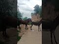 Funniest Donkey Ever Donkey Training the fun way 2403
