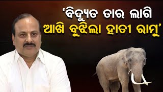 ‘ବିଦ୍ୟୁତ ତାର ଲାଗି ଆଖି ବୁଝିଲା ହାତୀ ରାମୁ’ | Tusker Ramu Electrocuted to death | PCCF | Odisha Reporter