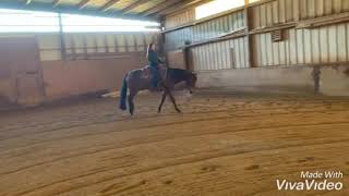 **SOLD**2015 mare by Allocate Your Assets