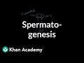 Spermatogenesis | Reproductive system physiology | NCLEX-RN | Khan Academy