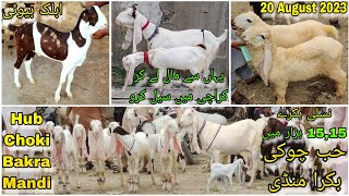 Hub Choki Bakra Mandi.حب چوکی بکرا منڈی  15 Hazar me Nasli Bakrey . Sasti Mandi Sasti Bakriya.