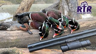 Picking Out Drakes To Mount - 28ga Wood Duck Hunt - Kansas 2021