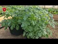 how to grow plenty of vegetables in a small space throughout the year you must know these tricks