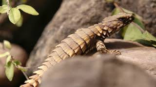 Armadillo Lizards in Their New Home - Cincinnati Zoo