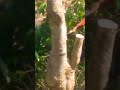 Pohon tumbang #shorts #shortsvideo #shortsviral