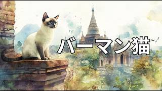 バーマン猫: 歴史、特徴、ケアのヒント - Birman Cats - Japanese