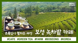 (ENG) 보성 녹차밭 카페 국내여행 초록잎이펼치는세상 GREEN TEA CAFE KOREA TRAVEL