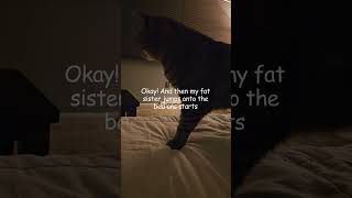 The Ritualistic Morning Routine of a Cat- Click if you don't want to laugh! ;)