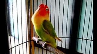 INI DIA LOVEBIRD SRI REJEKI CALON PENANTANG LOVEBIRD KUSUMO DI PRESIDEN CUP