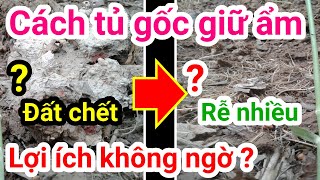 A24. Cách phủ gốc, giữ ẩm cho cây hiệu quả, ở mùa Nắng và mùa Mưa. #CuuHoNongNghiep #CHNN