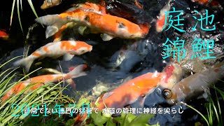 庭池の錦鯉＆濾過池ビオトープ／３年１２ヶ月目【飼育日記】'21 文月 / Japanese Nishiki Koi fish pond \u0026 biotope / July 2021