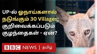 UP Wolf Issue: இரவில் வீடு புகுந்து குழந்தைகளை குதறும் ஓநாய்கள் - அஞ்சி நடுங்கும் 30 கிராமங்கள் |