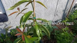 Jamaican Apple (Otaheite/Malay) Tree