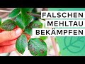 Falscher Mehltau:  Aussehen ✓ Ursachen ✓ Bekämpfung ✓ Hausmittel ✓ Vorbeugung ✓ 🪴