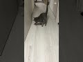 猫　 猫ショート ねこのいる日常 ねこ動画 遊んでみた