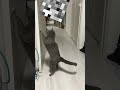 猫　 猫ショート ねこのいる日常 ねこ動画 遊んでみた