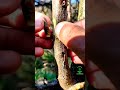 chip bud easy grafting technique budgrafting uniqueideas