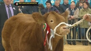 Pencampwriaeth y Gwartheg | Cattle Championiship