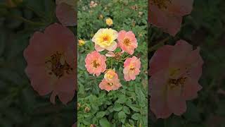 Oso Easy Italian Ice® Landscape Rose!