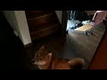 柴犬　母の遅い帰宅が嬉しすぎて、ヒコーキ耳で怒ってしまう shiba inu gets angry because his mother s late return home is too happy