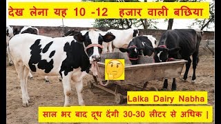 देख लेना यह 10 -12  हजार वाली बछिया साल भर बाद लाख-लाख की बन जाएगी |#lalkadairy