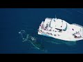 whalesong cruises hervey bay whale watching fraser island sunset cruise private charters