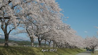 2023「 遊佐中学校 桜並木 」｜桜並木｜鳥海山｜遊佐町｜山形県