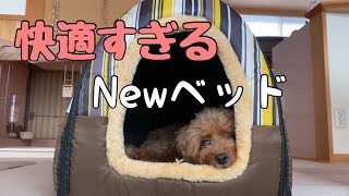 新しいベッドを購入したら、愛犬が引きこもってしまいました