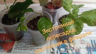 Экстренная пересадка растюшек в феврале.Комнатные цветы.