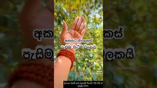 අකලට හිසකෙස් වැටිම හා පැසිම වලකා නීරොගි කෙස් කලබක් ලබා දේ.#foryou #fylシ #yoga #fypシ゚viral