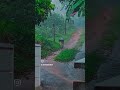 rain amazing nature 🥰🥰🥰കോരിച്ചൊരിയുന്ന മഴയും ഇളം കാറ്റും 🥰🥰