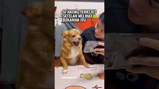 Ketika Anjing Pura-pura Baik