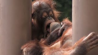 I love Ceria!  by Loki 僕はチェリア姉ちゃんが大好き！ロキ　Orangutan  Tama Zoological Park