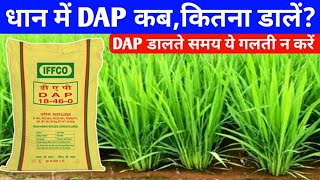 धान में डीएपी (DAP) डालने का सही तरीका क्या है? धान में कितना डीएपी डालें/Dhan me DAP kab aur kitna